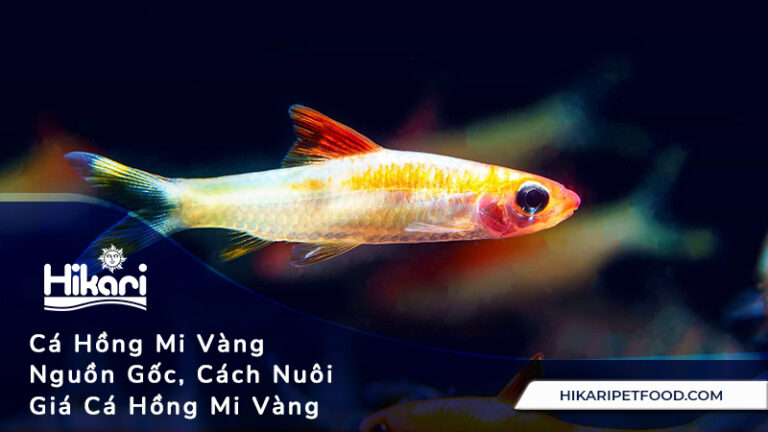 Cá Hồng Mi Vàng - Nguồn Gốc, Cách Nuôi, Giá Cá Hồng Mi Vàng