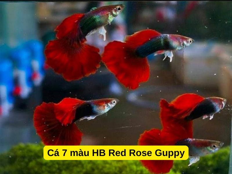 Cá 7 màu HB Red Rose Guppy