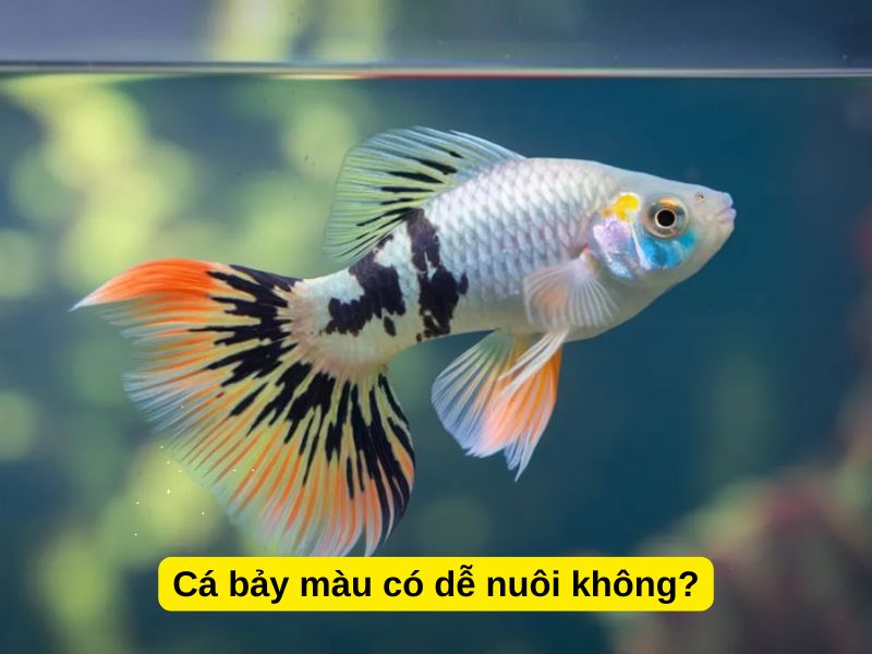 Cá bảy màu có dễ nuôi không?