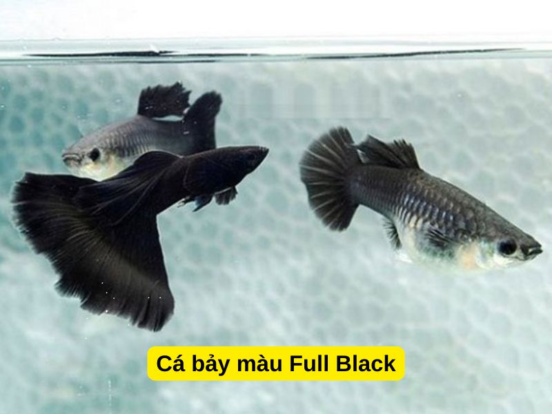 Cá bảy màu Full Black