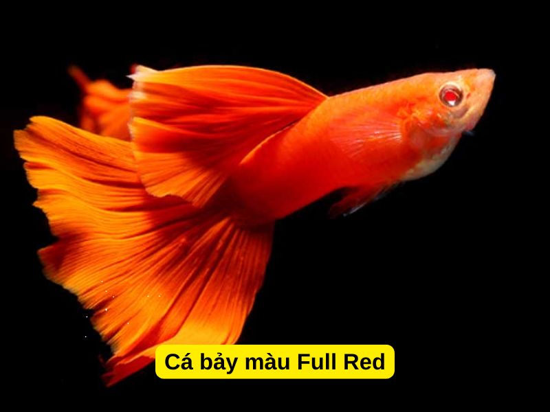 Cá bảy màu Full Red