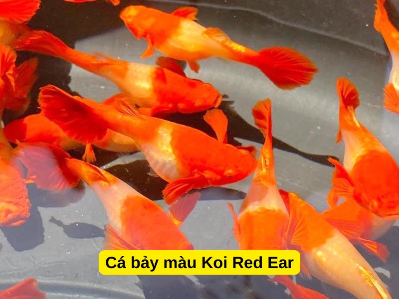 Cá bảy màu Koi Red Ear