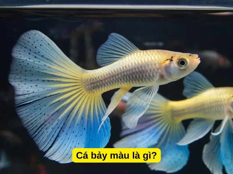 Cá bảy màu là gì?