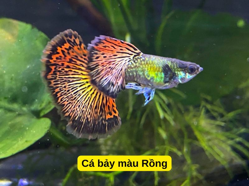 Cá bảy màu Rồng