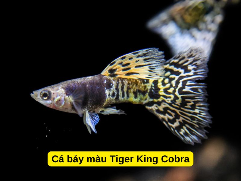 Cá bảy màu Tiger King Cobra