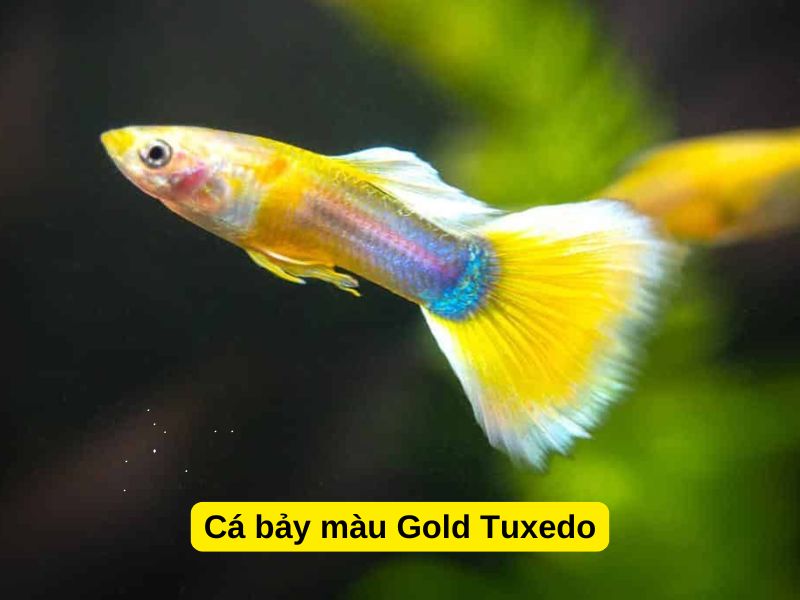 Cá bảy màu Gold Tuxedo