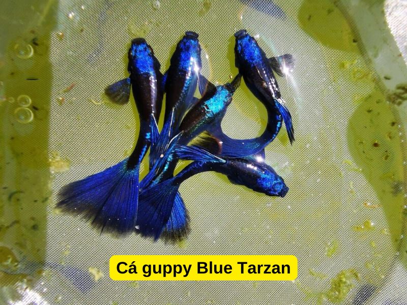 Cá Guppy Blue Tarzan