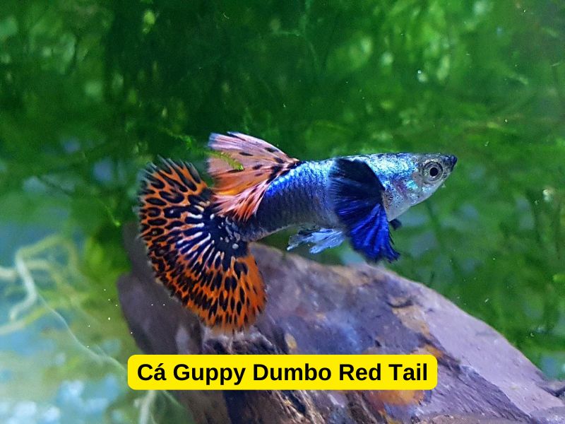 Cá Guppy Dumbo Red Tail