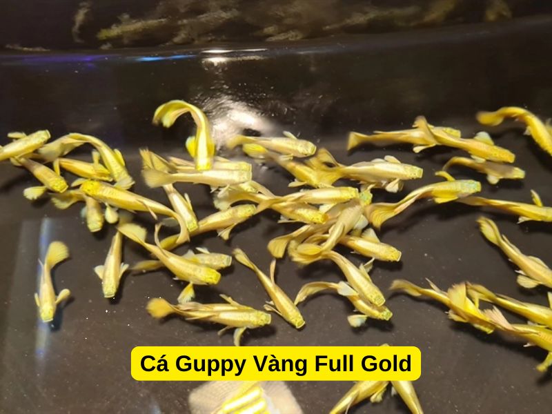 Cá Guppy Vàng Full Gold
