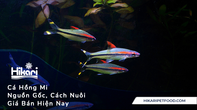 Cá Hồng Mi - Nguồn Gốc, Cách Nuôi, Giá Bán Hiện Nay