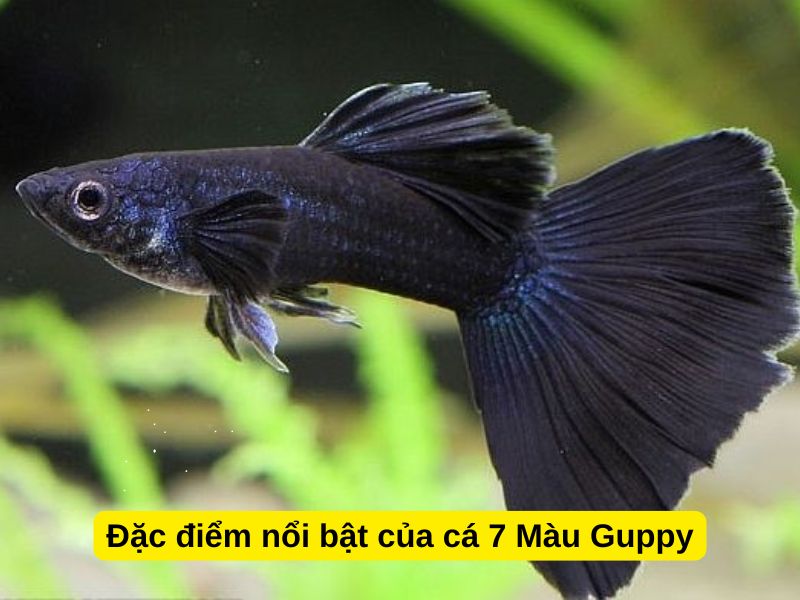 Đặc điểm nổi bật của cá 7 Màu Guppy