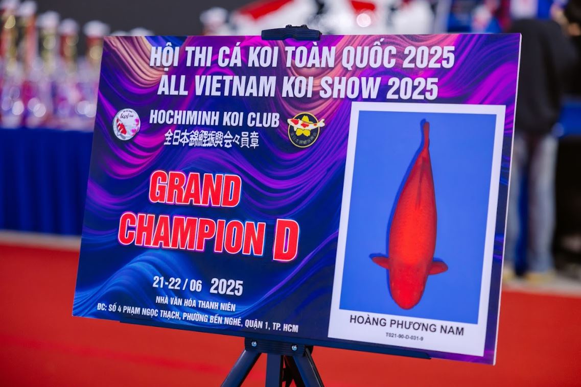 Grand Champion D Vietnam Koi Show 2025
