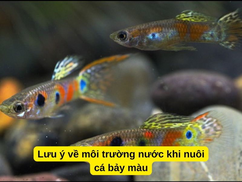 Lưu ý về môi trường nước khi nuôi cá bảy màu