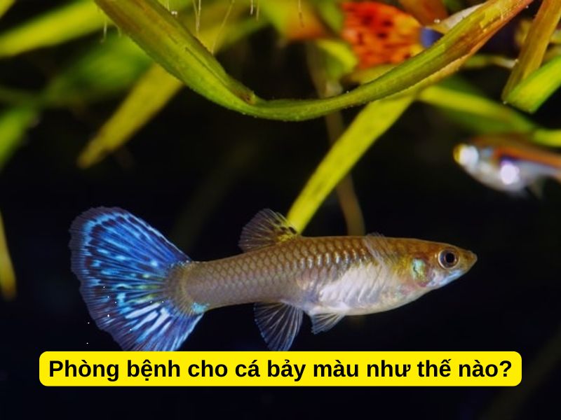 Phòng bệnh cho cá bảy màu như thế nào?