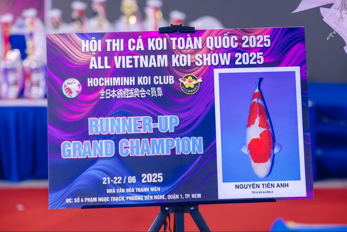 Runner-Up Grand Champion Vietnam Koi Show 2025