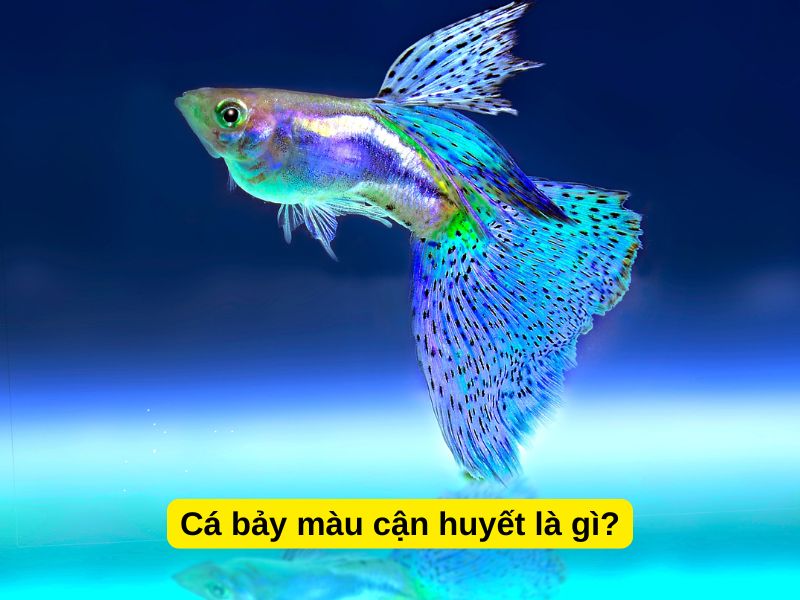 Cá bảy màu lai cận huyết là gì?
