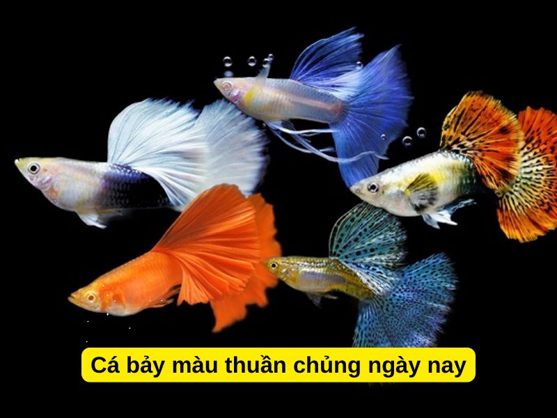 Cá bảy màu thuần chủng ngày nay