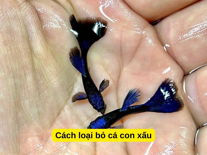Cách loại bỏ cá con xấu