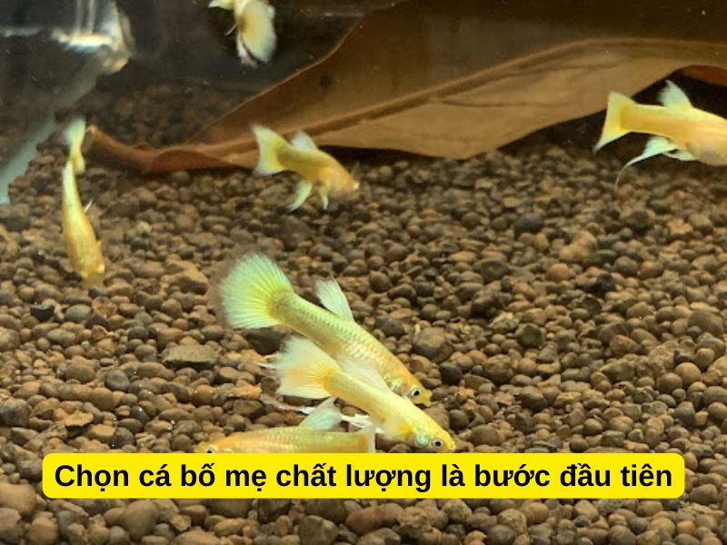 Chọn cá bố mẹ chất lượng là bước đầu tiên