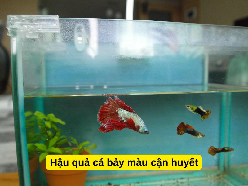 Hậu quả cá bảy màu cận huyết