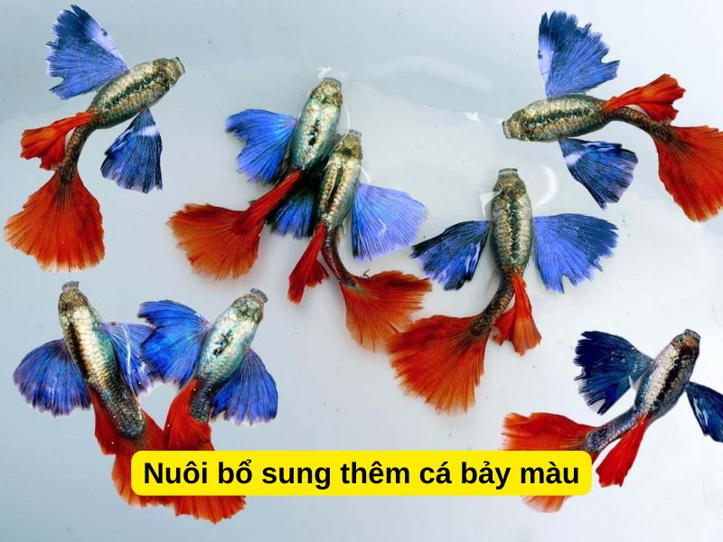 Nuôi bổ sung thêm cá bảy màu