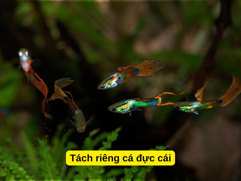 Tách riêng cá đực cái