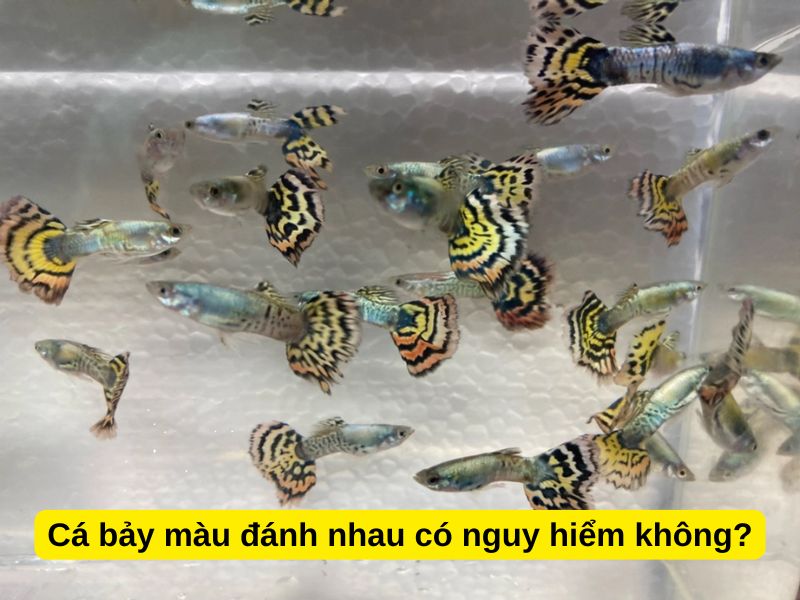 Cá bảy màu đánh nhau có nguy hiểm không?