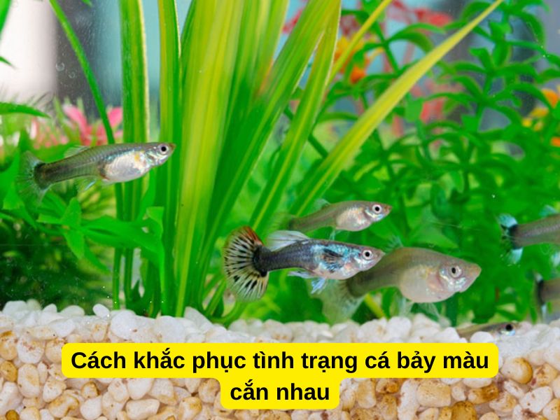 Cách khắc phục tình trạng cá bảy màu cắn nhau