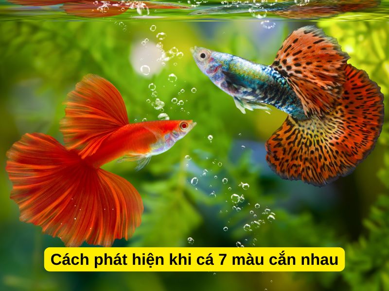 Cách phát hiện khi cá 7 màu cắn nhau