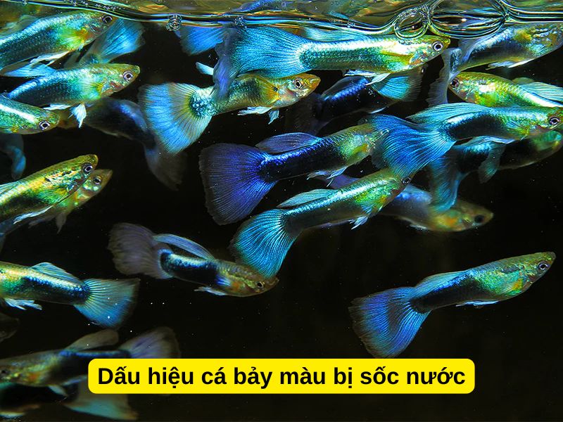 Dấu hiệu cá bảy màu bị sốc nước