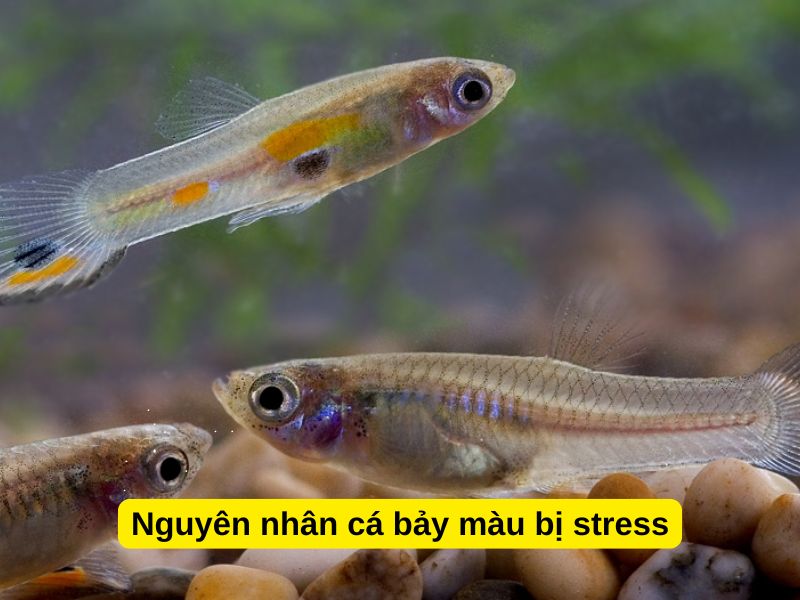 Nguyên nhân cá bảy màu bị stress