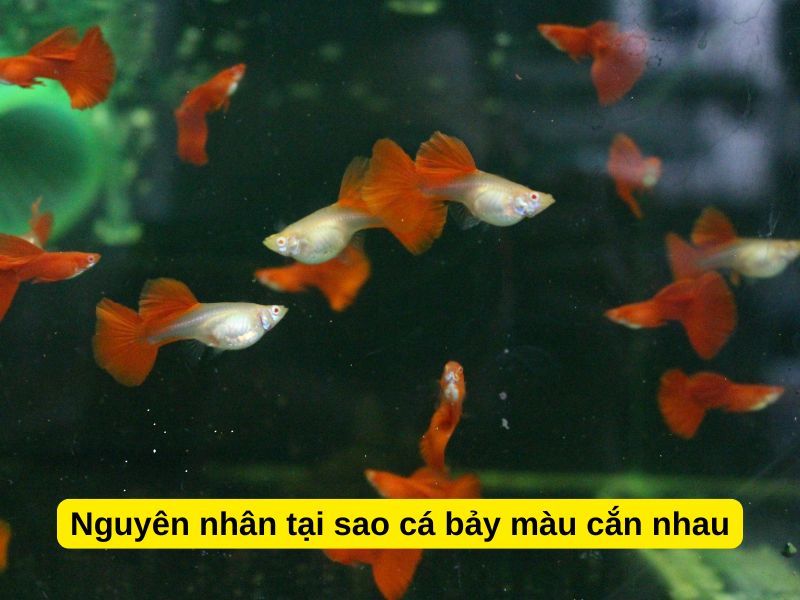 Nguyên nhân tại sao cá bảy màu cắn nhau