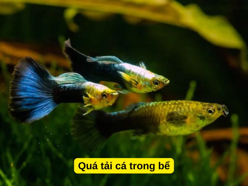 Quá tải cá trong bể