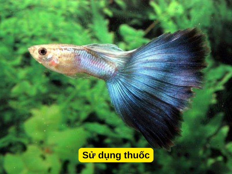 Sử dụng thuốc