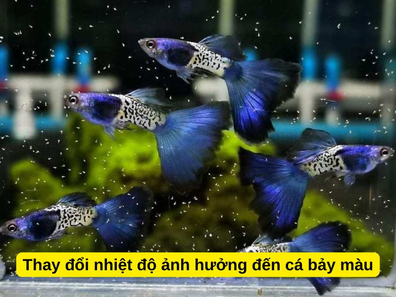 Thay đổi nhiệt độ ảnh hưởng đến cá bảy màu