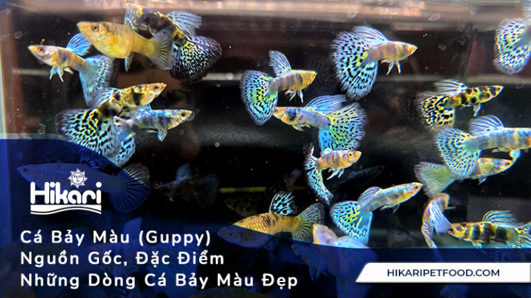 Cá Bảy Màu Nguồn Gốc, Đặc Điểm Và Những Dòng Cá Bảy Màu Đẹp
