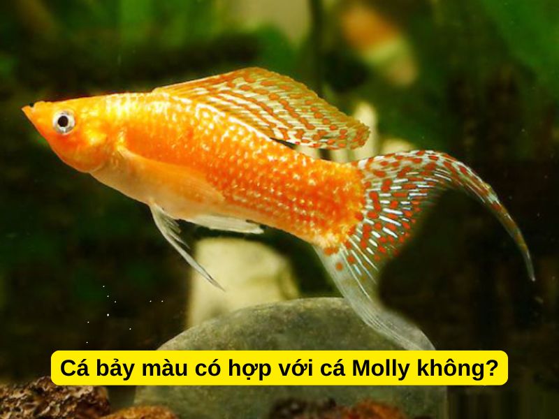 Cá bảy màu có hợp với cá Molly không?
