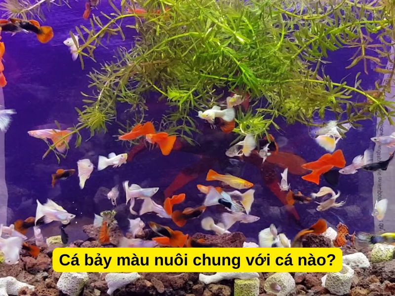 Cá bảy màu nuôi chung với cá nào?