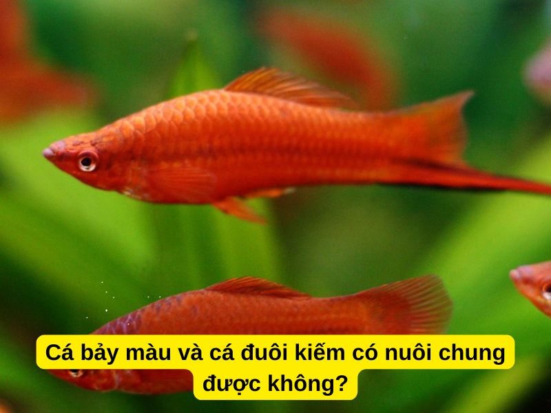 Cá bảy màu và cá đuôi kiếm có nuôi chung được không?