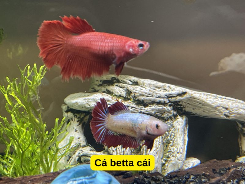 Cá betta cái