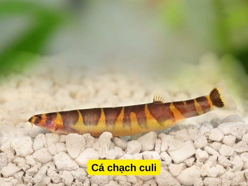 Cá chạch culi