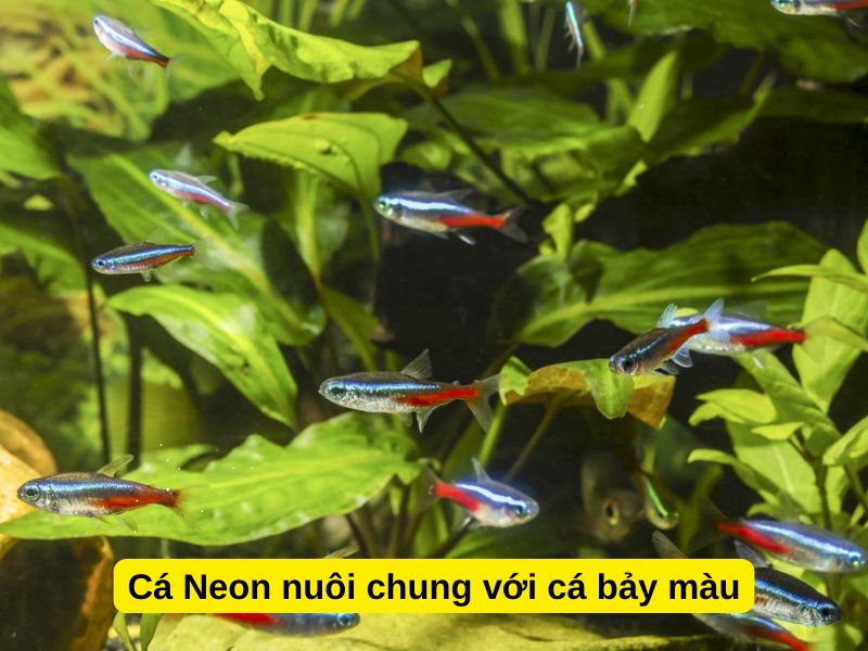 Cá Neon nuôi chung với cá bảy màu