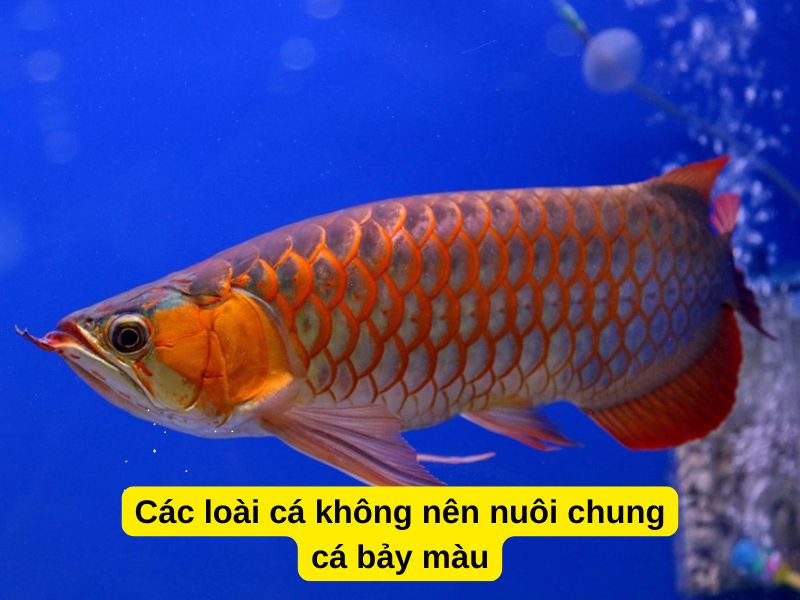 Các loài cá không nên nuôi chung cá bảy màu