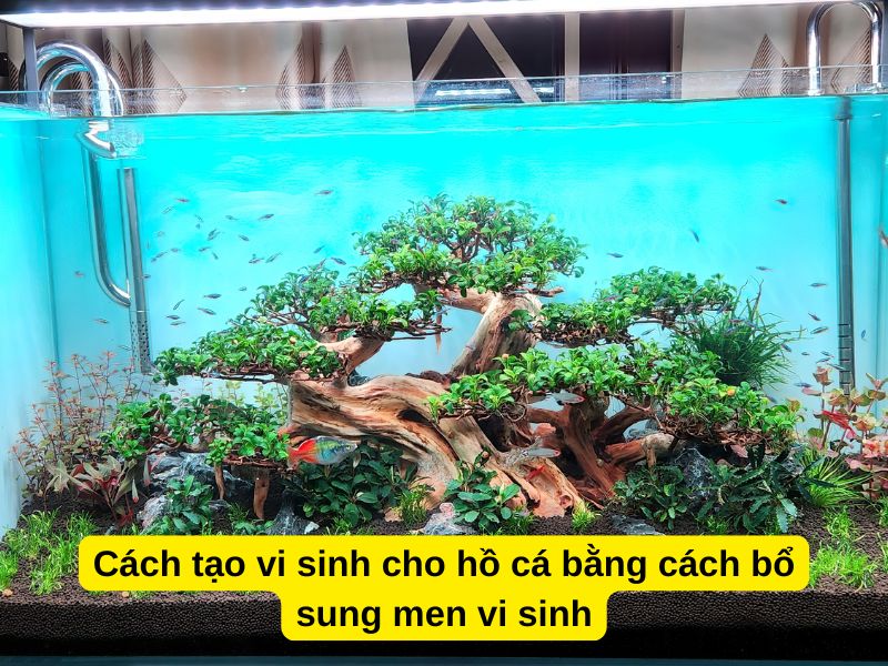 Cách tạo hệ vi sinh cho hồ cá bằng cách bổ sung men vi sinh