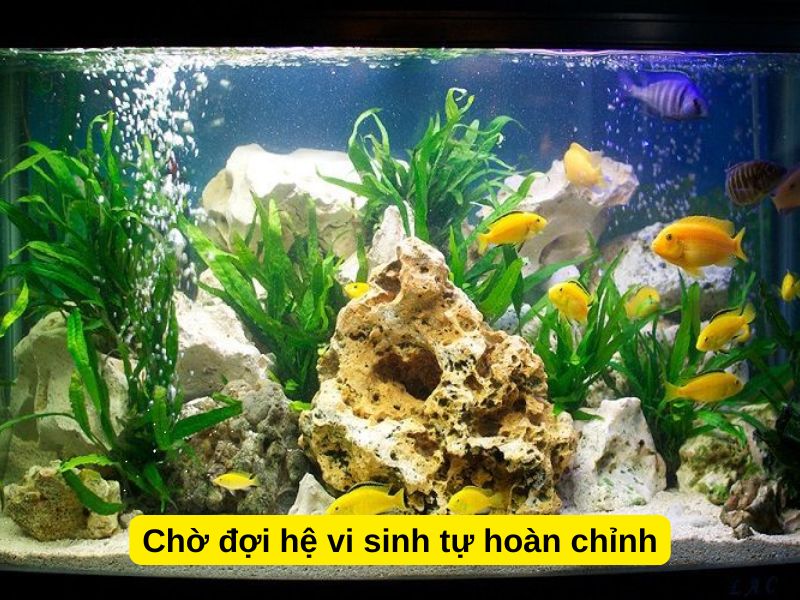 Chờ đợi hệ vi sinh tự hoàn chỉnh