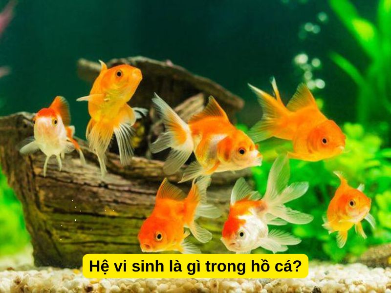 Hệ vi sinh là gì trong hồ cá?