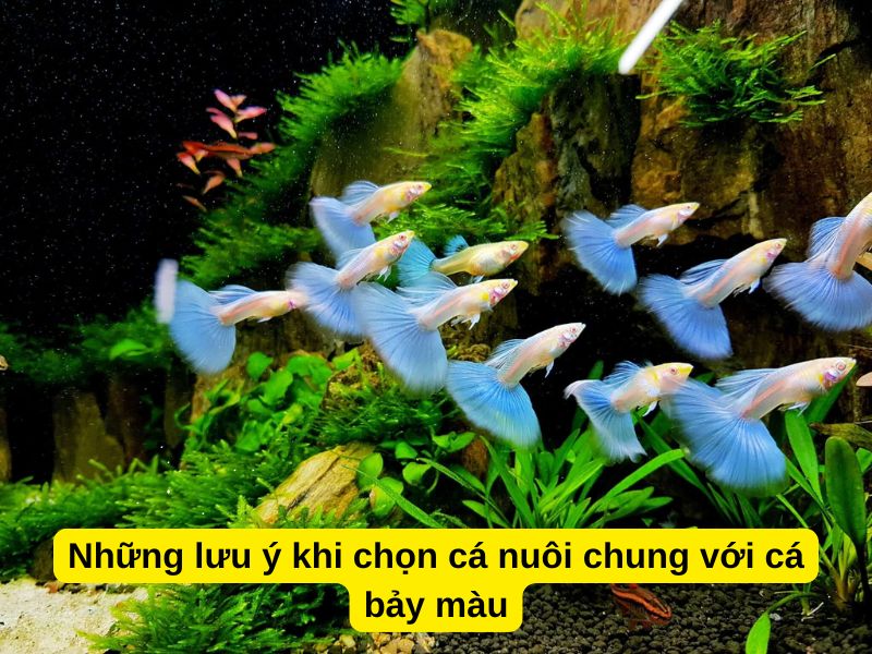 Những lưu ý khi chọn cá nuôi chung với cá bảy màu