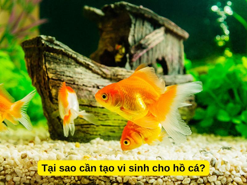 Tại sao cần tạo vi sinh cho hồ cá?