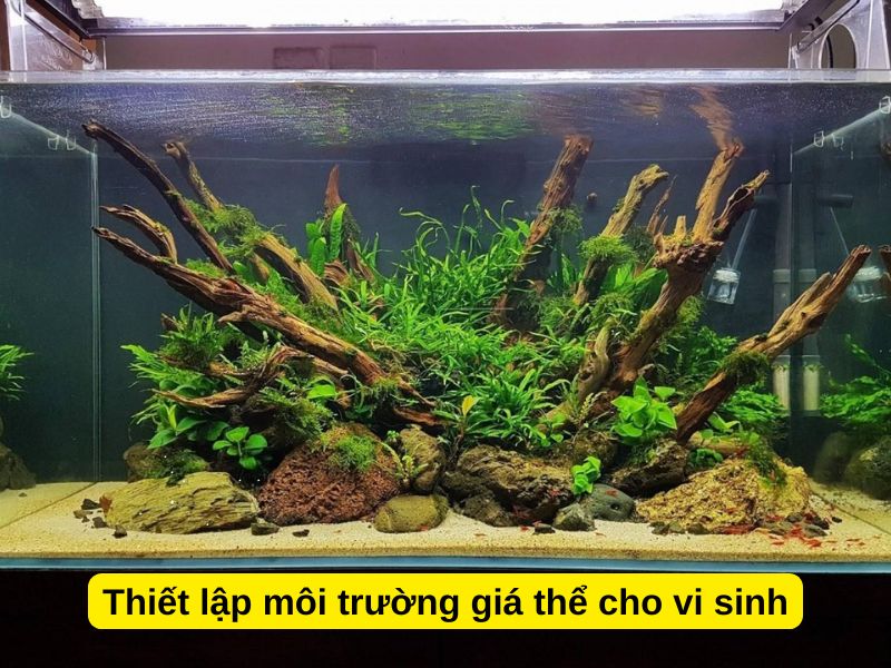 Thiết lập môi trường giá thể cho vi sinh