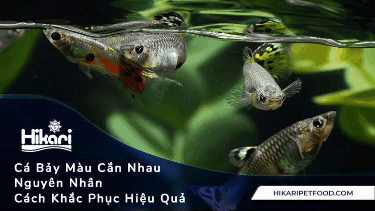 Cá Bảy Màu Cắn Nhau Nguyên Nhân Và Cách Khắc Phục Hiệu Quả